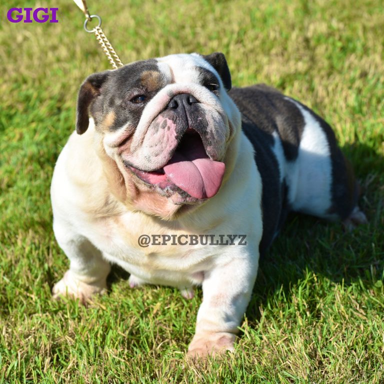 Females | Epic Bullyz